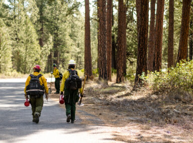 Group of Wildland Firefighters walking on a road next to a forest