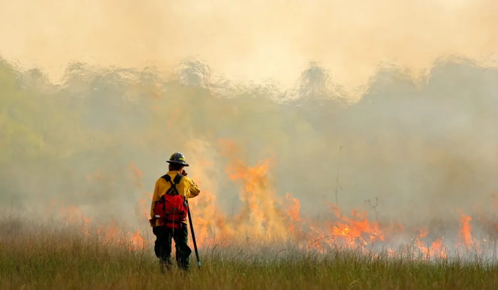 wildfire in everglades, grass in flame and fume. fireman with fl